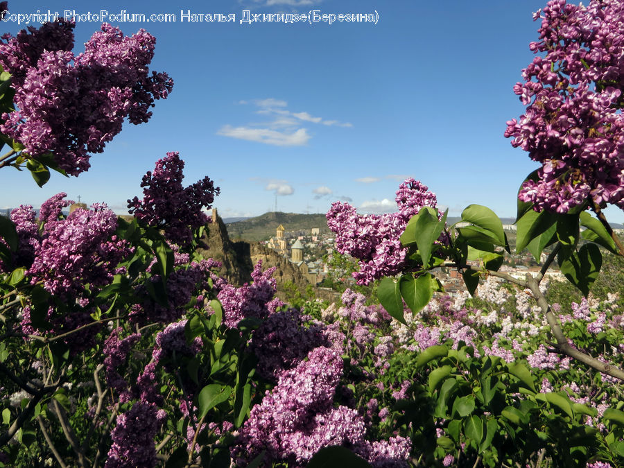 Blossom, Flower, Lilac, Plant, Flora, Bush, Vegetation