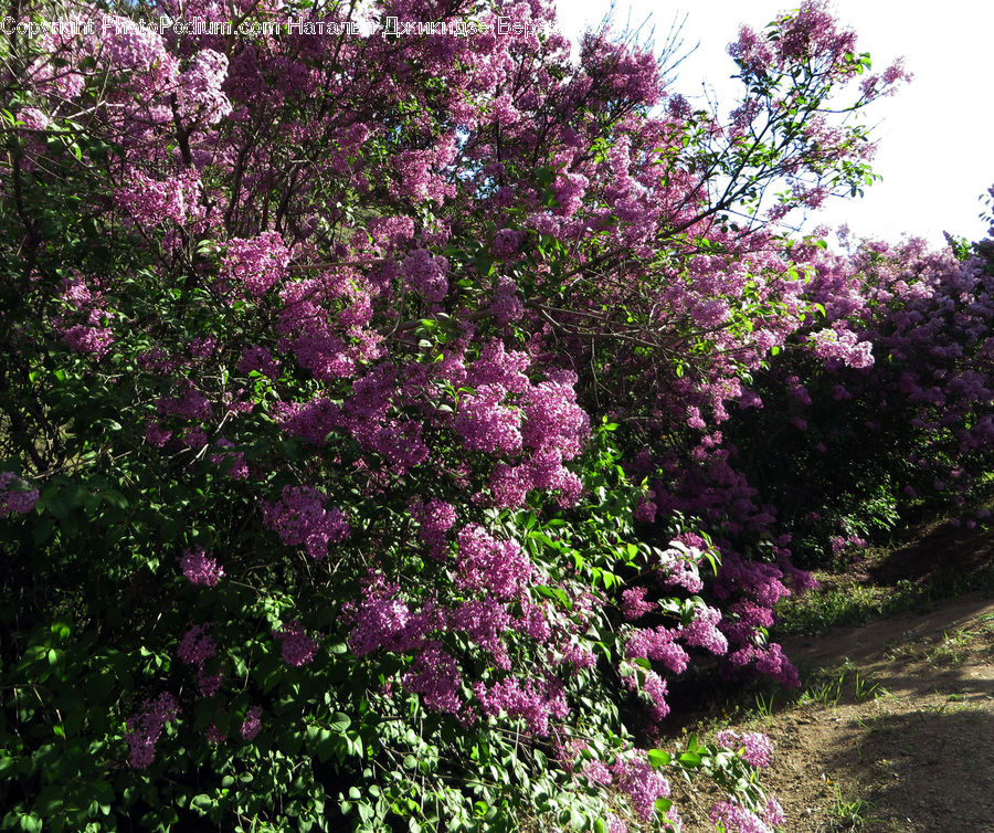 Blossom, Flora, Flower, Plant, Bush, Vegetation, Cherry Blossom