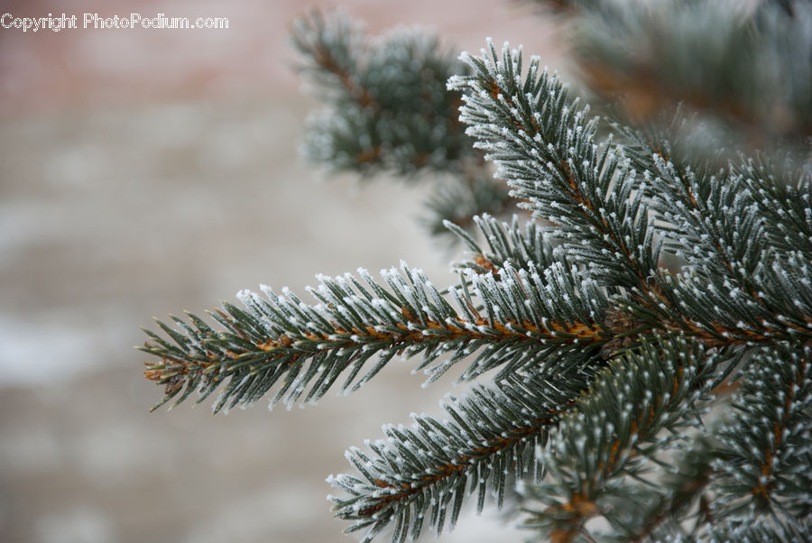 Conifer, Fir, Pine, Spruce, Wood, Plant, Tree