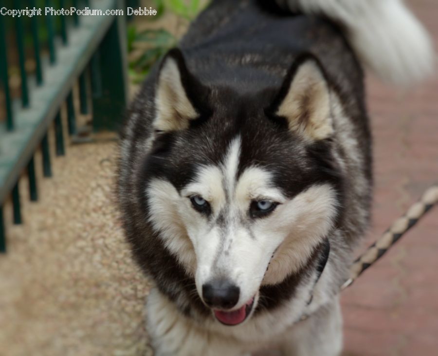 Animal, Canine, Dog, Husky, Mammal, Pet, Bench
