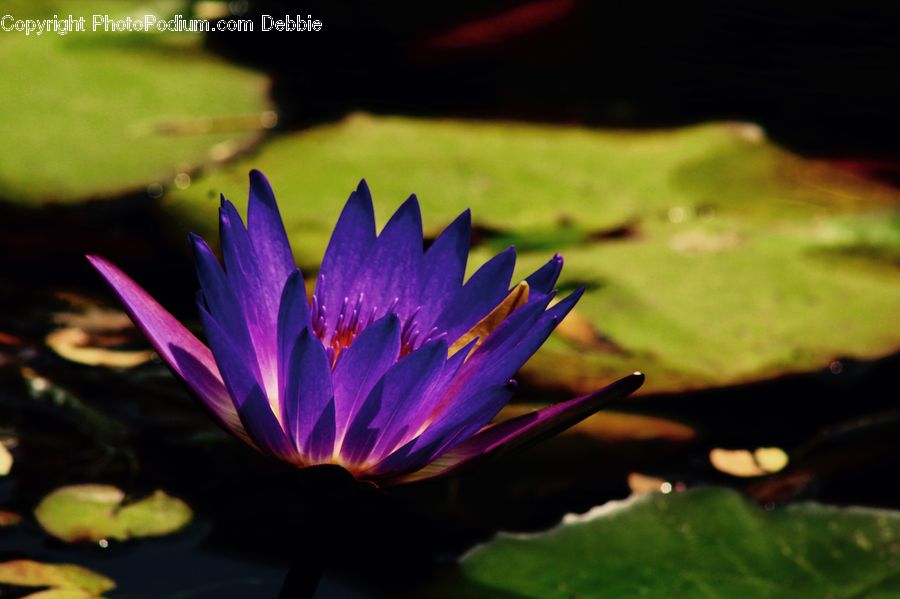 Flower, Lily, Plant, Pond Lily, Blossom, Crocus, Flora