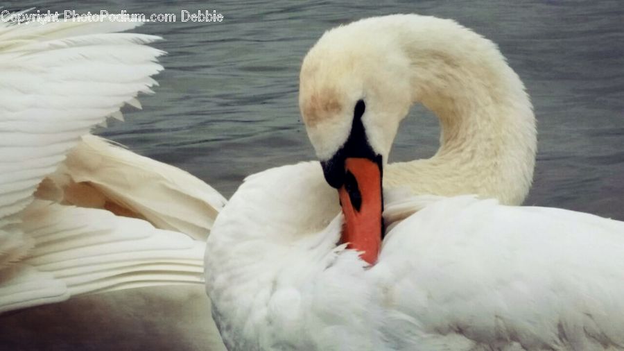 Bird, Swan, Waterfowl, Beak, Goose, Duck, Teal