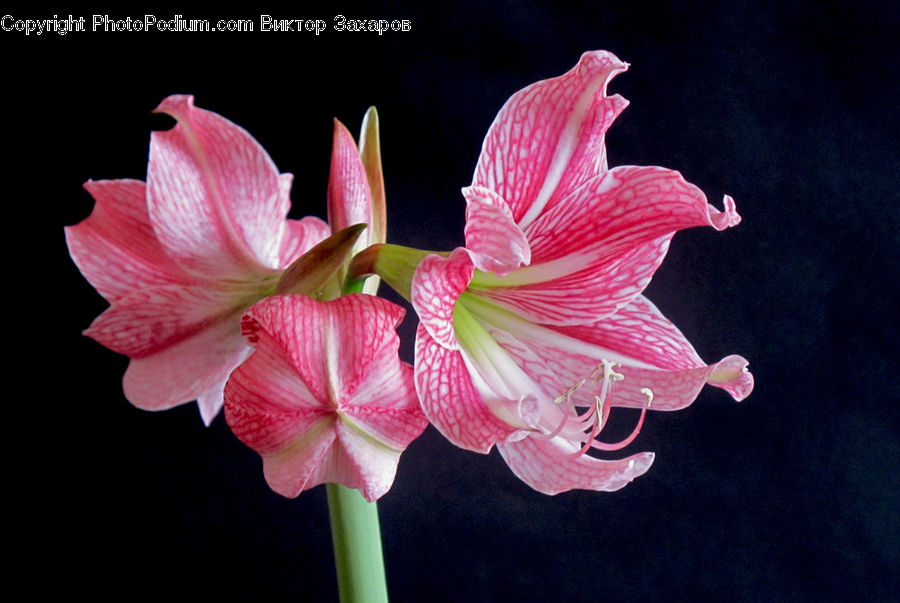 Flora, Flower, Gladiolus, Plant, Amaryllis, Lily, Hibiscus