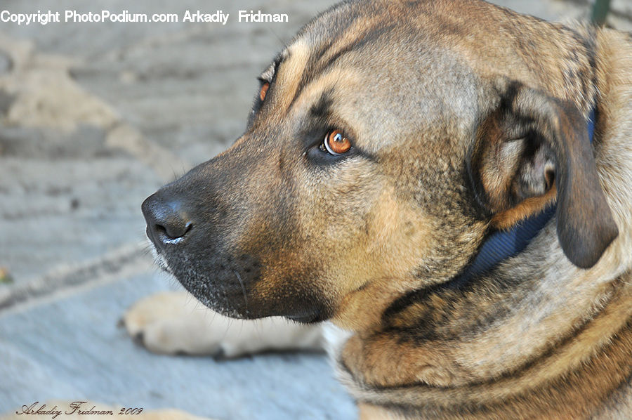 Animal, Boxer, Bulldog, Canine, Dog, Mammal, Pet