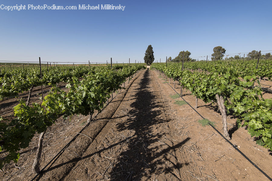 Countryside, Farm, Field, Vineyard, Path, Road, Walkway