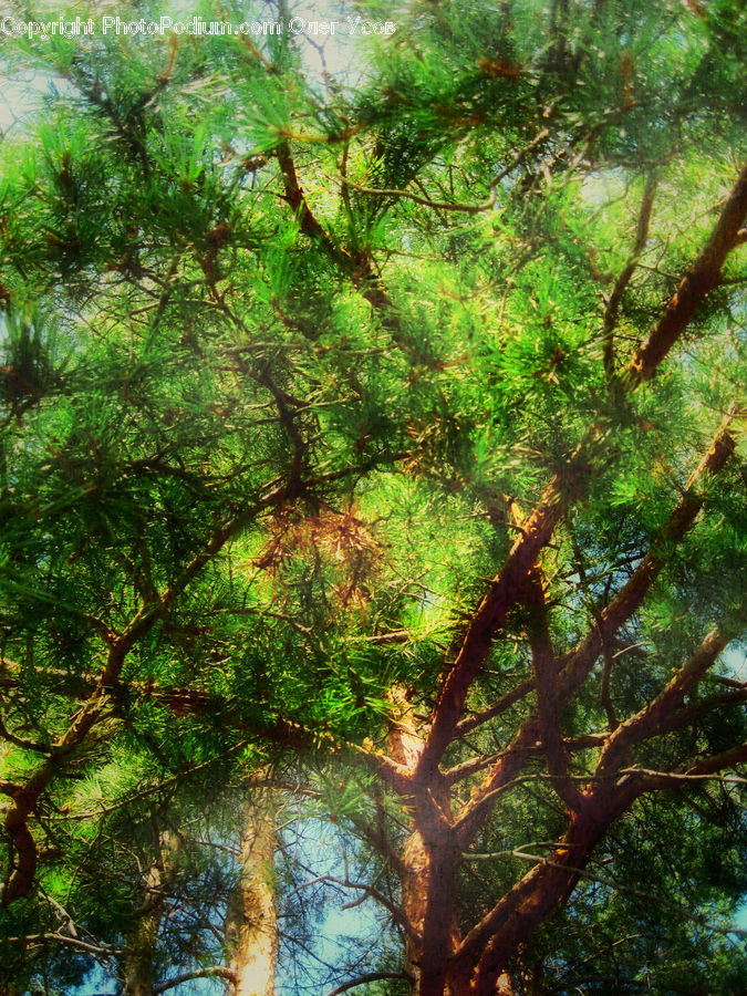 Conifer, Fir, Plant, Tree, Forest, Vegetation, Jungle