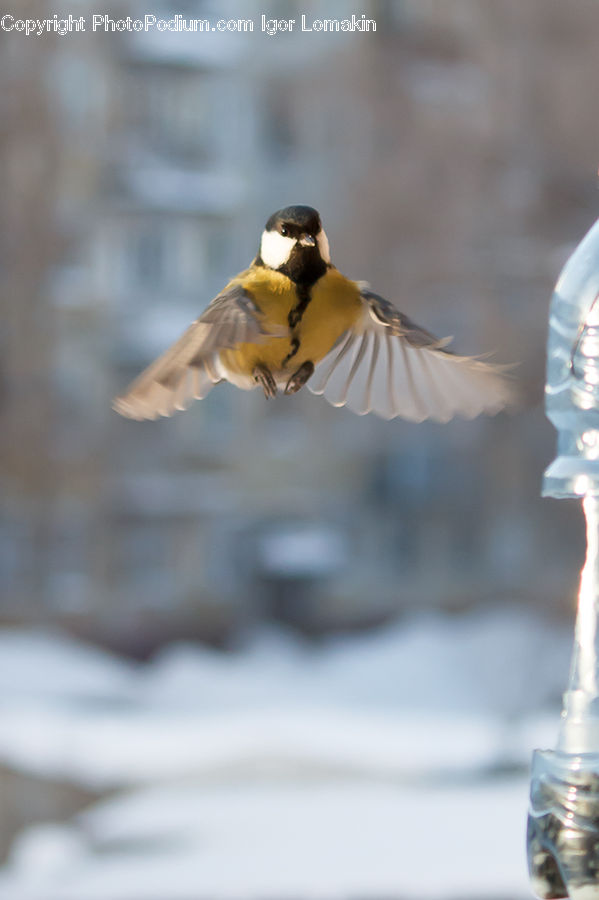 Bird, Swallow, Finch, Head, Portrait, Duck, Mallard
