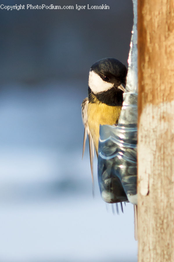 Bird, Swallow, Head, Portrait, Beak, Andrena, Apidae
