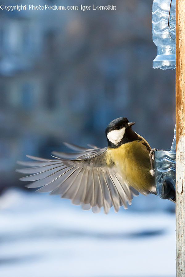 Bird, Magpie, Ice, Outdoors, Snow, Swallow, Duck