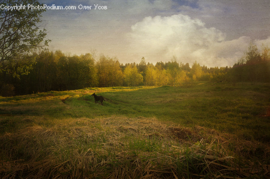 Field, Grass, Grassland, Land, Outdoors, Plant, Landscape