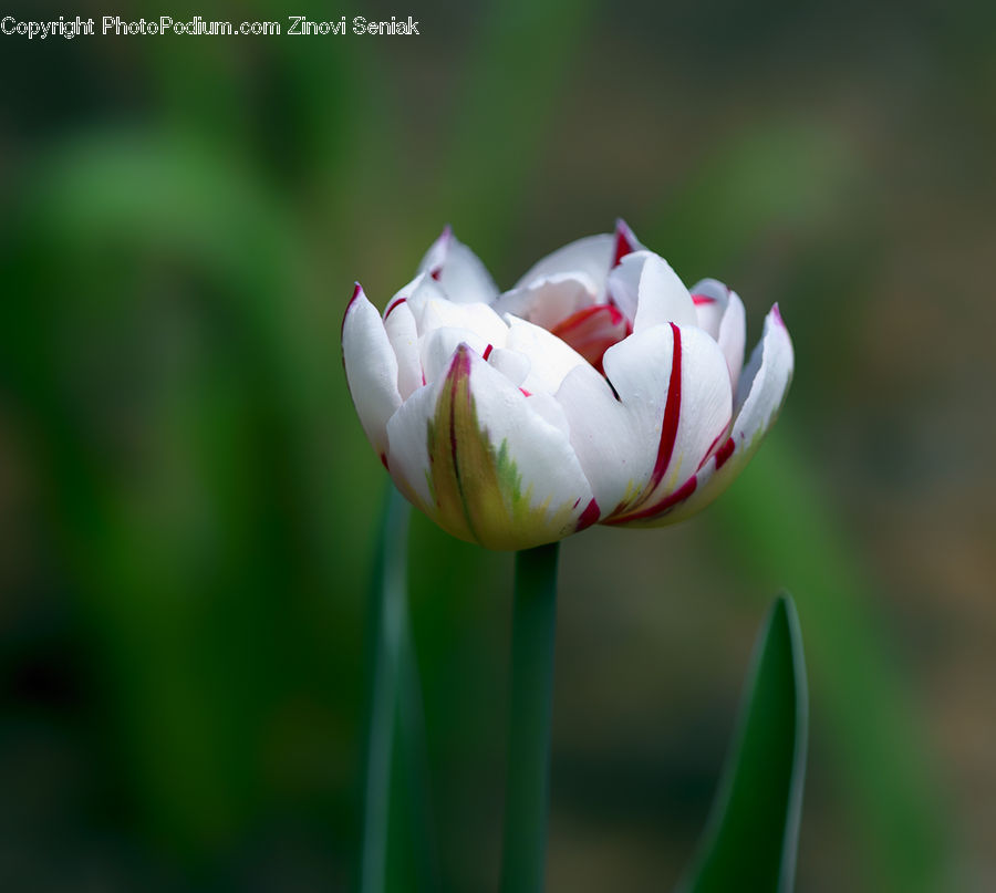Blossom, Flora, Flower, Plant, Tulip, Crocus, Petal