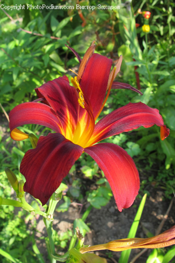 Blossom, Flora, Flower, Plant, Crocus, Hibiscus, Poppy