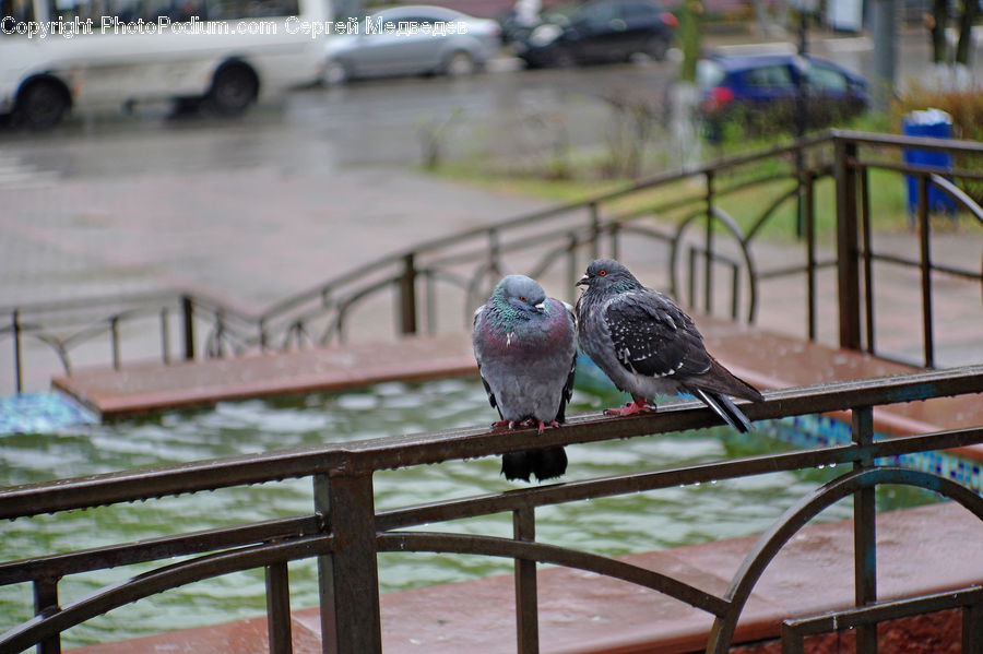 Bird, Pigeon, Dove, Automobile, Car, Vehicle, Flood