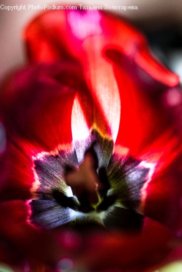 Flora, Flower, Gladiolus, Plant, Blossom, Geranium, Pollen