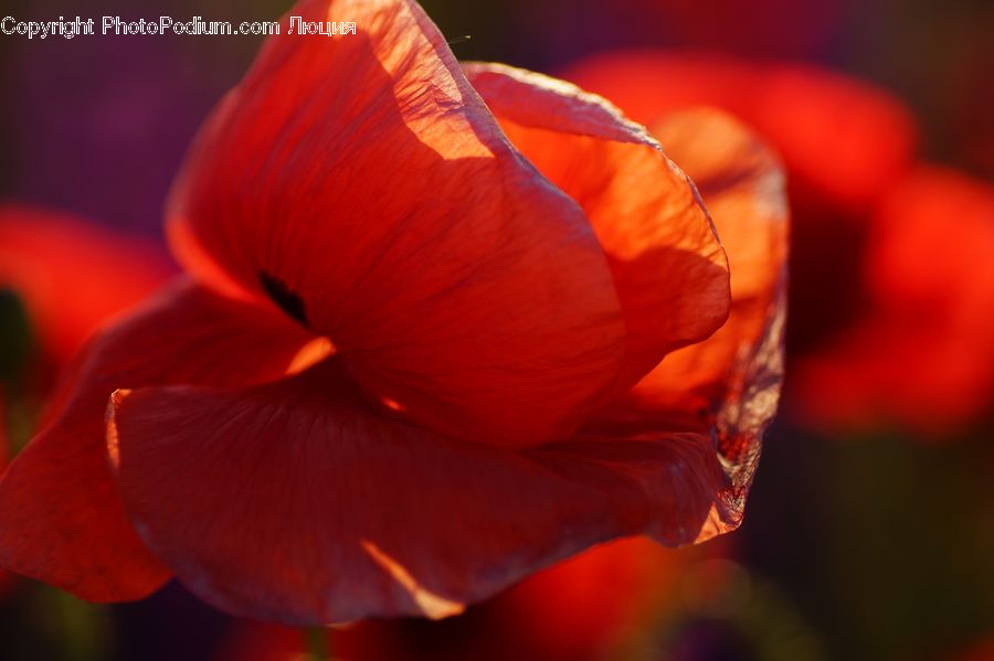People, Person, Human, Blossom, Flora, Flower, Geranium
