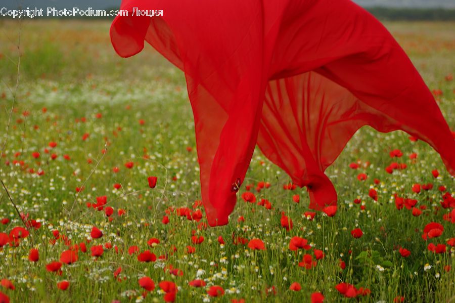 Blossom, Flora, Flower, Plant, Poppy, Field, Grass