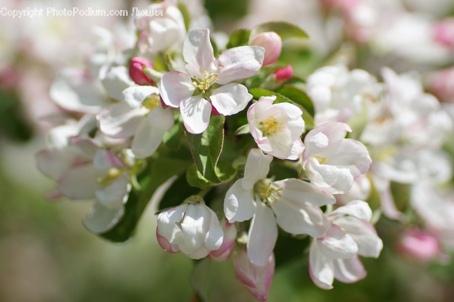 Blossom, Flora, Flower, Plant, Cherry Blossom, Lilac, Petal