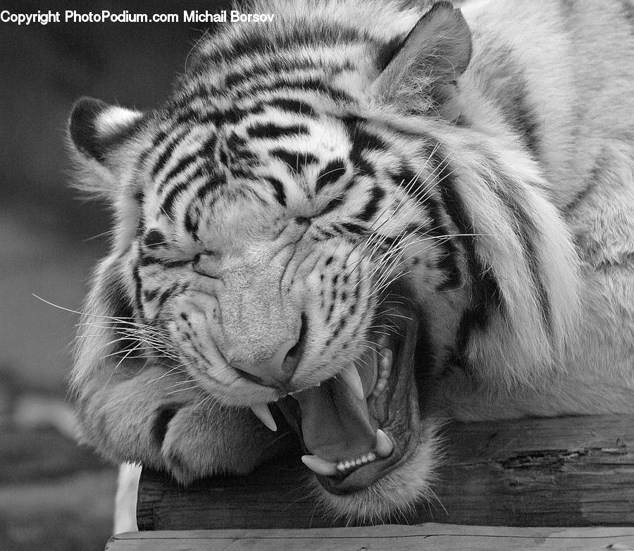 Animal, Mammal, Tiger