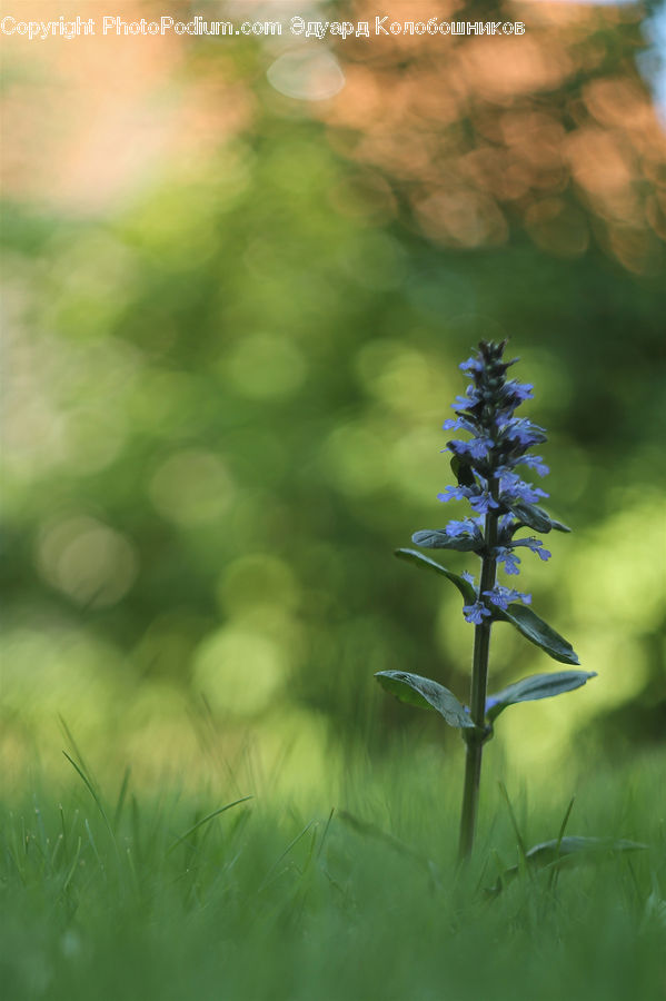 Lavender, Plant, Blossom, Flower, Lilac, Conifer, Fir