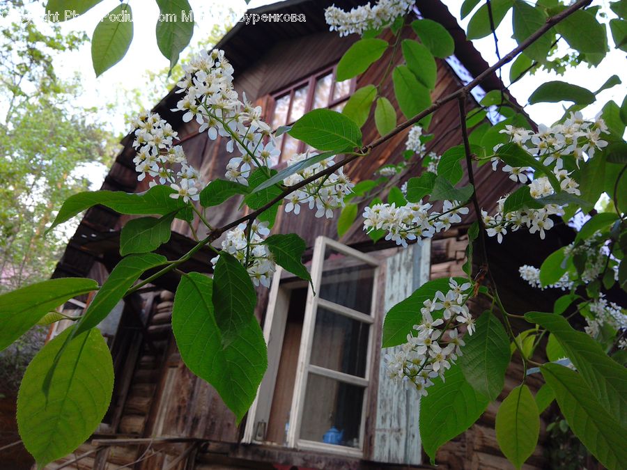 Leaf, Plant, Blossom, Flower, Lilac, Potted Plant, Fruit