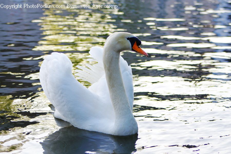 Bird, Swan, Waterfowl, Goose, Beak, Water, Outdoors