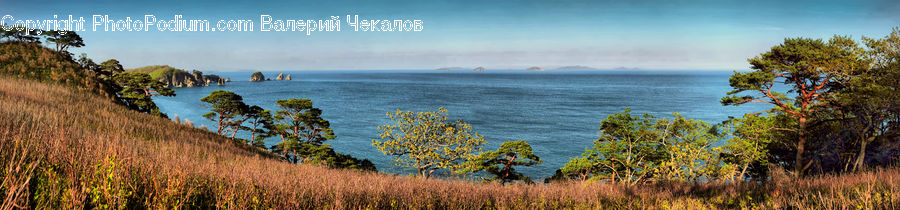 Bush, Plant, Vegetation, Coast, Outdoors, Sea, Water