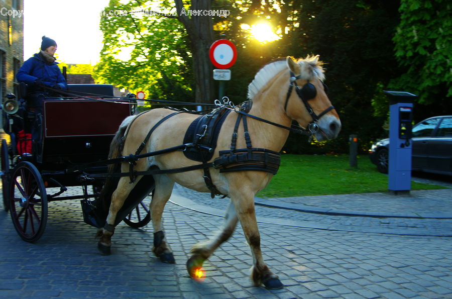 People, Person, Human, Carriage, Horse Cart, Vehicle, Automobile