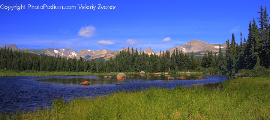 Outdoors, Pond, Water, Lake, Conifer, Fir, Plant