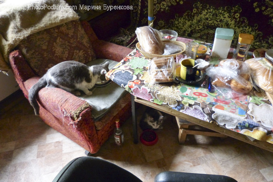 Plant, Potted Plant, Bowl, Animal, Cat, Mammal, Pet