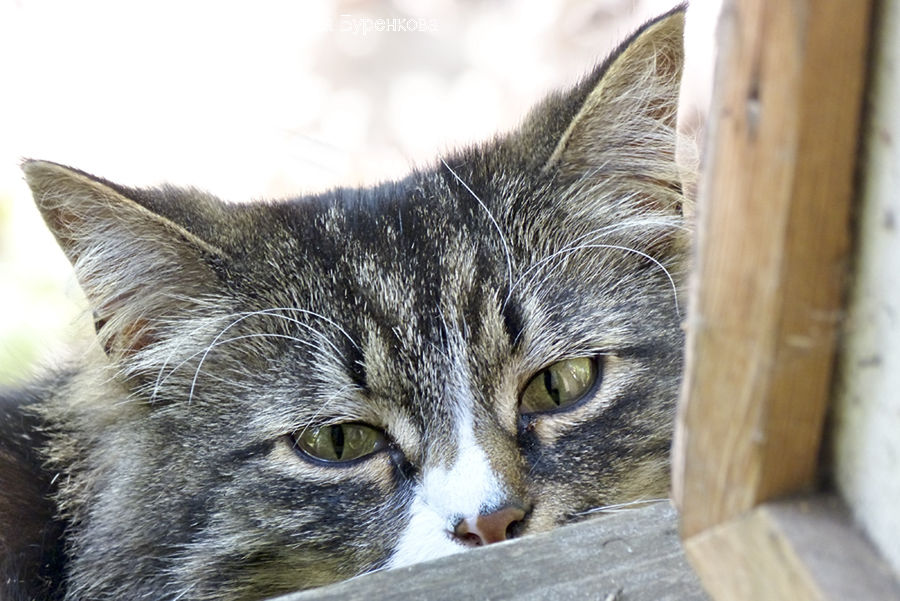 Animal, Cat, Mammal, Pet, Abyssinian, Manx