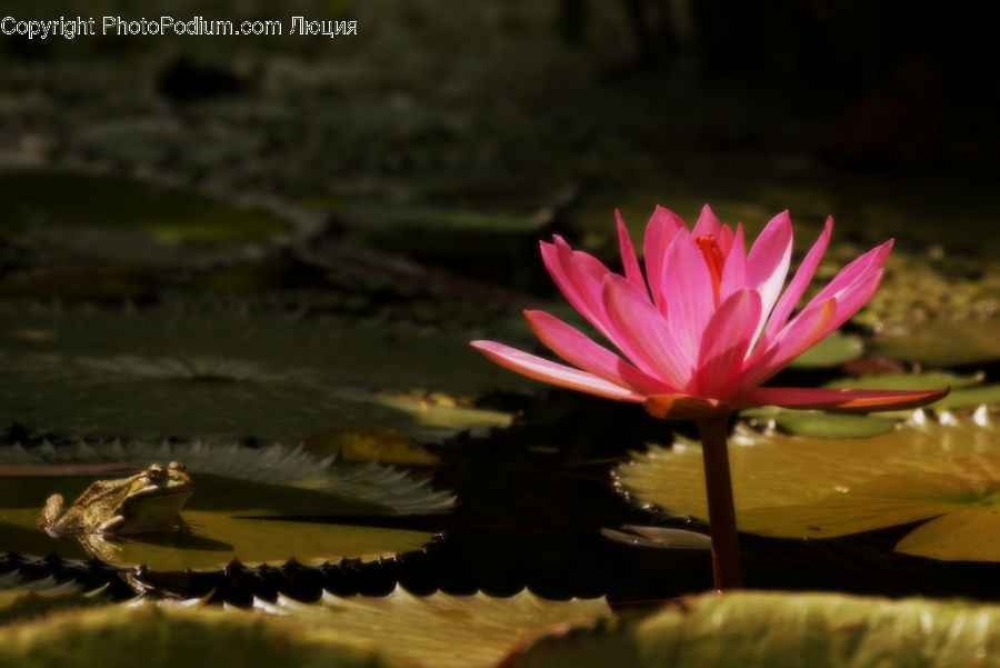 Flower, Lily, Plant, Pond Lily, Amphibian, Frog, Wildlife