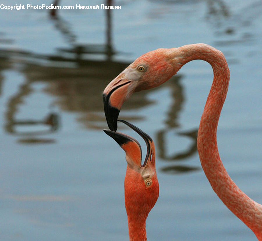 Bird, Flamingo, Flock, Beak, Crane Bird, Heron