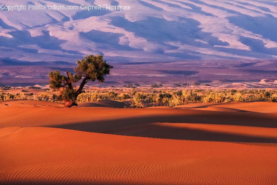Desert, Outdoors, Sand, Soil, Plant, Tree, Wilderness