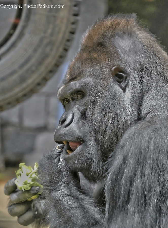 Animal, Ape, Mammal, Monkey, Eating, Face