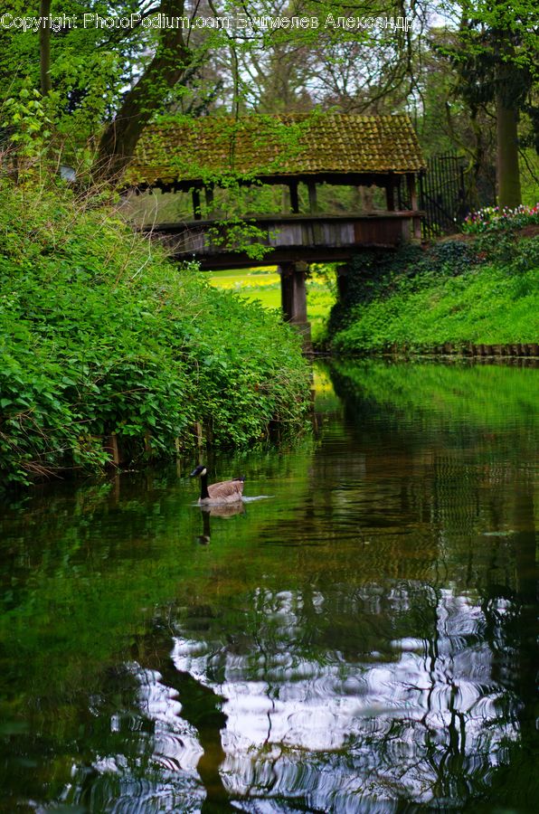 Bird, Goose, Waterfowl, Bench, Outdoors, Pond, Water