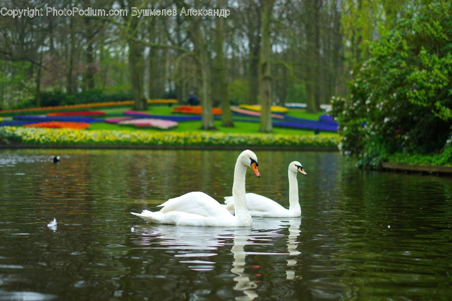 Bird, Swan, Waterfowl, Outdoors, Pond, Water, Goose