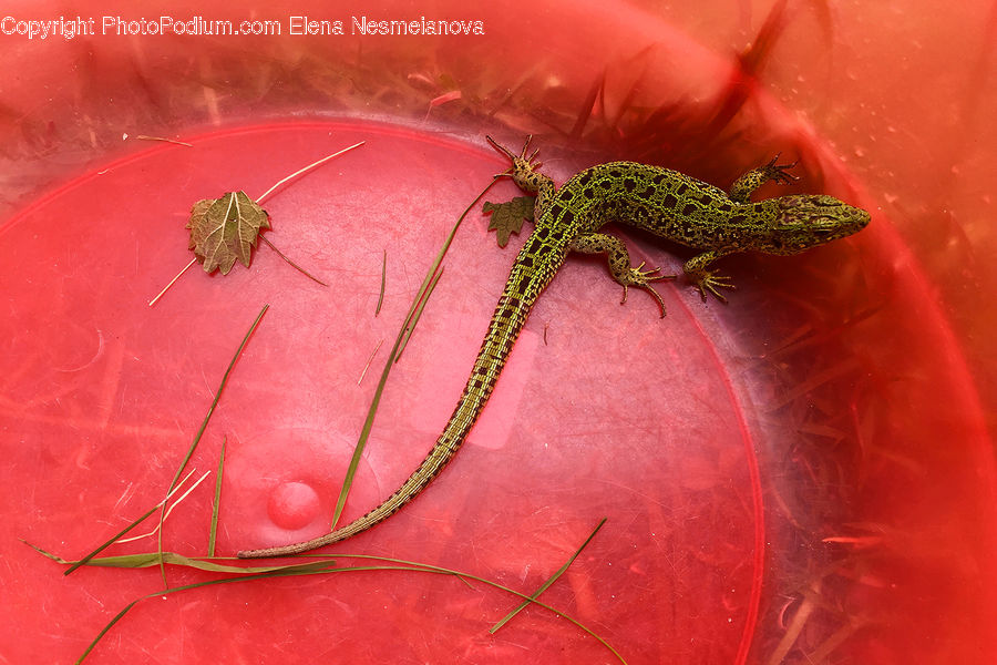 Gecko, Lizard, Reptile, Wildlife, Aphid, Insect, Invertebrate