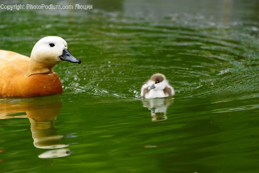 Bird, Duck, Teal, Waterfowl, Goose, Swan, Beak