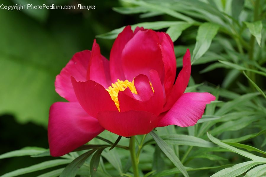 Blossom, Flower, Peony, Plant, Flora, Carnation, Crocus