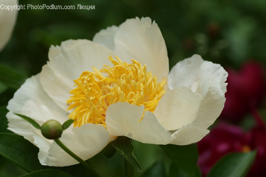 Blossom, Flower, Peony, Plant, Flora, Crocus, Carnation