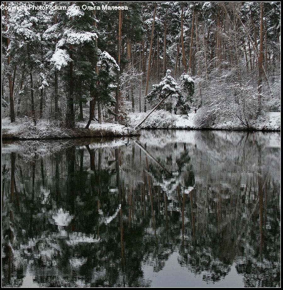 Ice, Outdoors, Snow, Forest, Vegetation, Land, Marsh