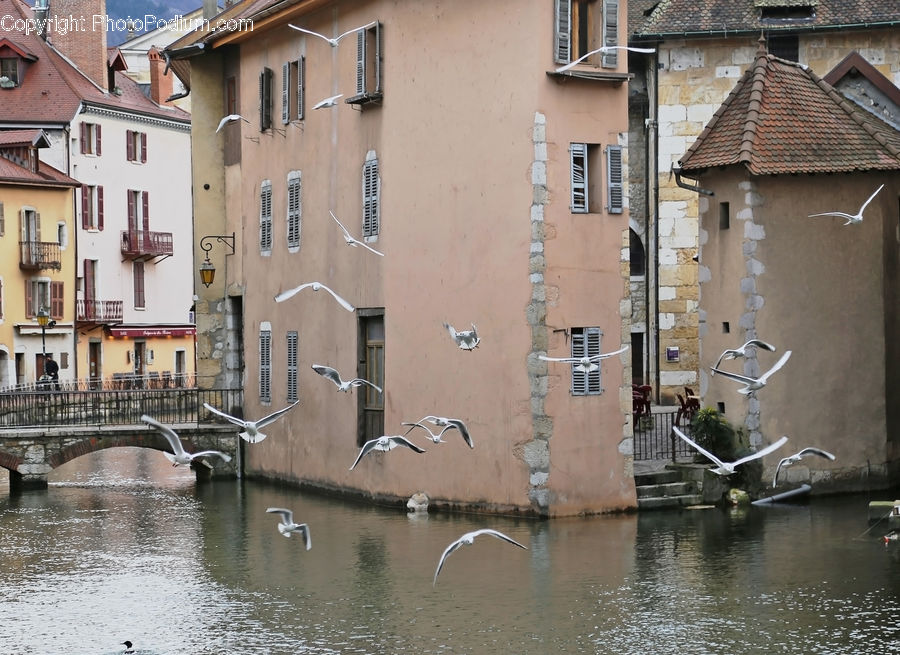 Bird, Seagull, Brick, Apartment Building, Building, High Rise, Boat