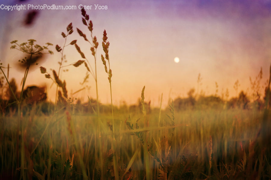 Plant, Potted Plant, Dill, Field, Grass, Grassland, Apiaceae