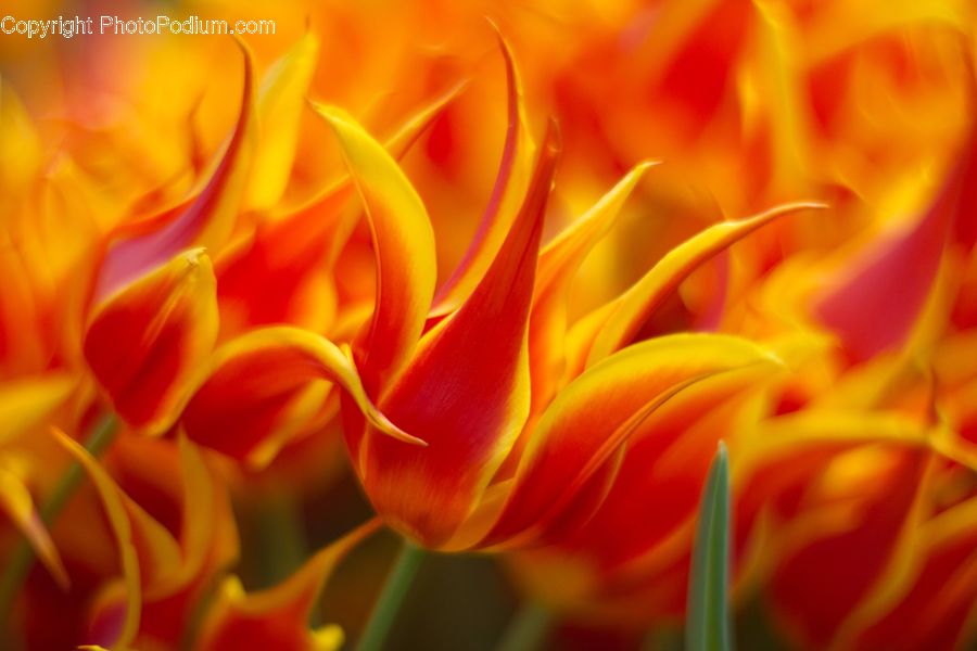 Blossom, Dahlia, Flora, Flower, Plant, Petal, Crocus