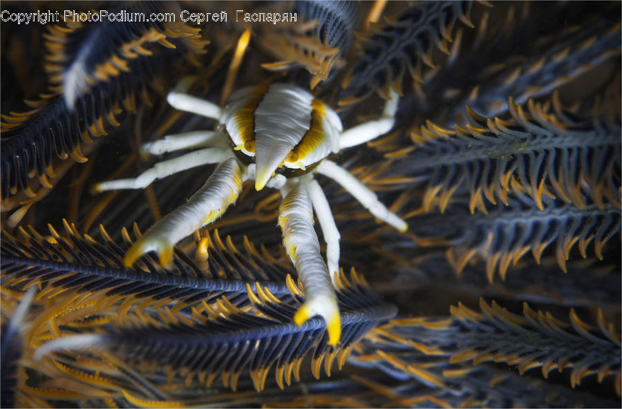 Coral Reef, Outdoors, Reef, Sea, Sea Life, Water, Blossom