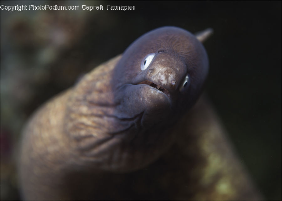Eel, Fish, Sea Life