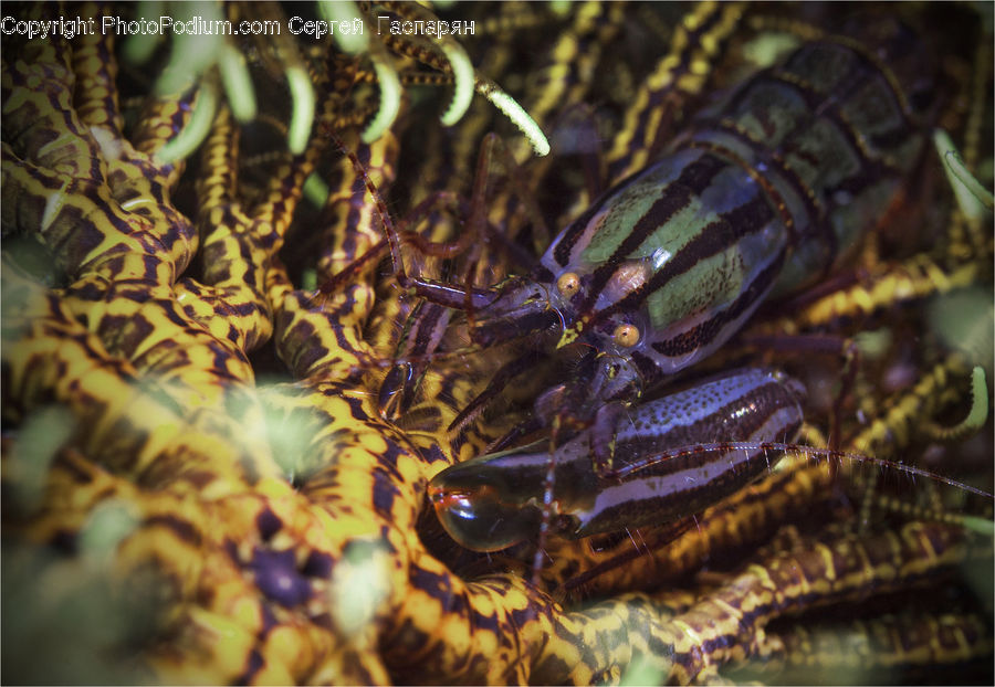 Cockroach, Insect, Invertebrate
