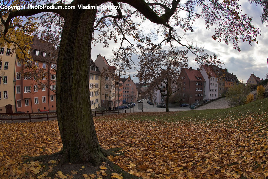 Oak, Tree, Wood, Plant, Apartment Building, Building, High Rise