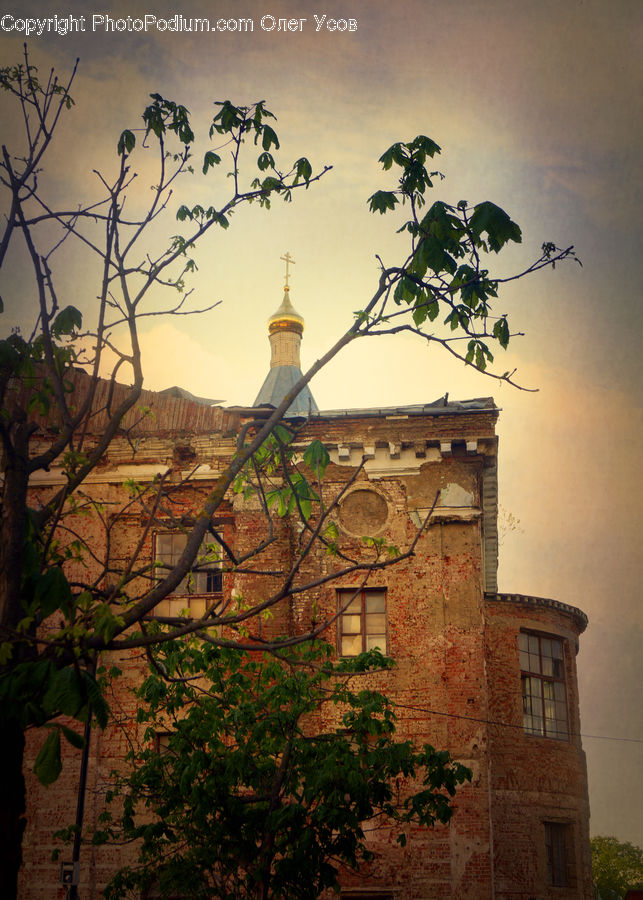 Brick, Architecture, Bell Tower, Clock Tower, Tower, Ivy, Plant