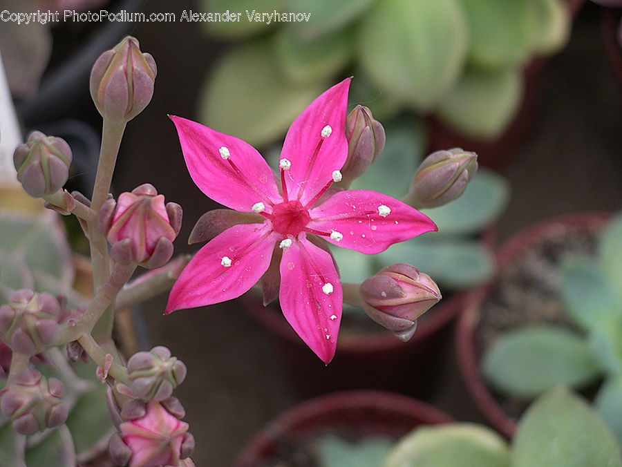 Flora, Flower, Gladiolus, Plant, Bud, Blossom, Geranium